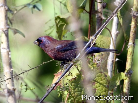 Varied Bunting (Passerina versicolor) Male