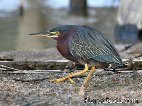 Green Heron (Butorides virescens)