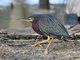 Green Heron (Butorides virescens)