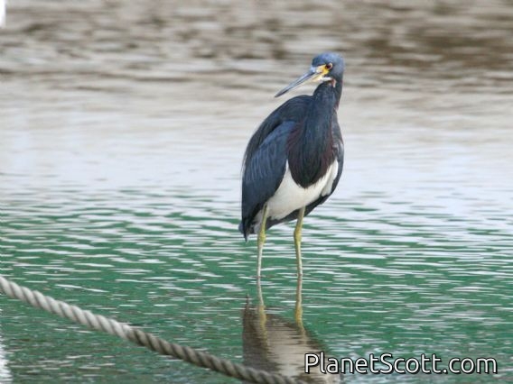 Tricolored Heron (Egretta tricolor)