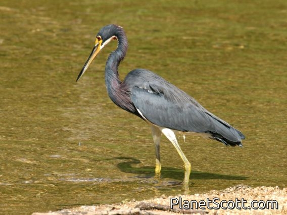 Tricolored Heron (Egretta tricolor)