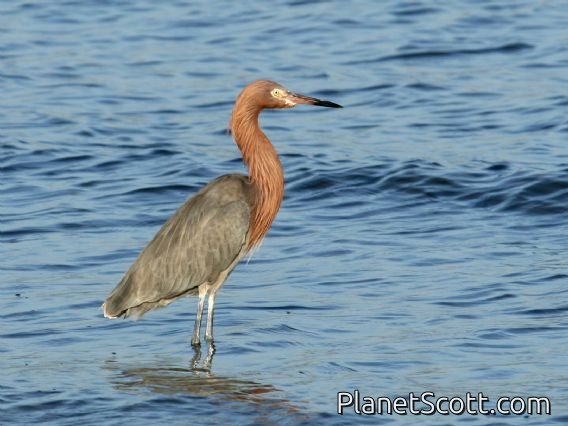 Reddish Egret (Egretta rufescens)