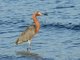 Reddish Egret (Egretta rufescens)