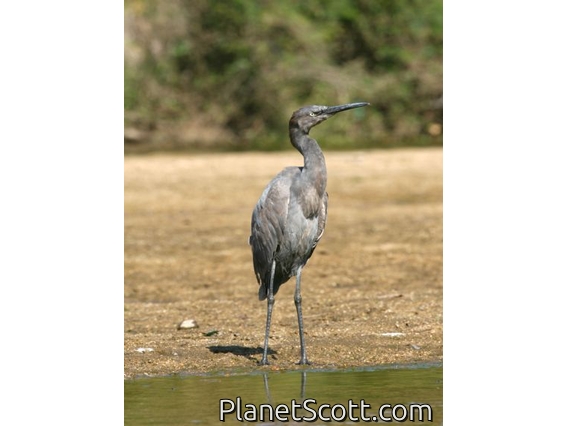 Reddish Egret (Egretta rufescens) Juvenile