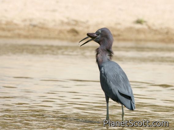 Little Blue Heron (Egretta caerulea)