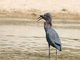 Little Blue Heron (Egretta caerulea)