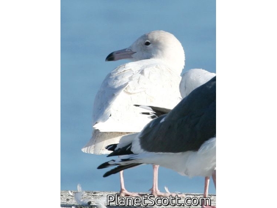 Glaucous Gull (Larus hyperboreus) 1st Winter