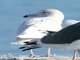 Glaucous Gull (Larus hyperboreus) 1st Winter