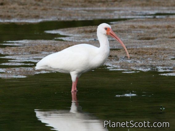 White Ibis (Eudocimus albus)