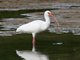 White Ibis (Eudocimus albus)