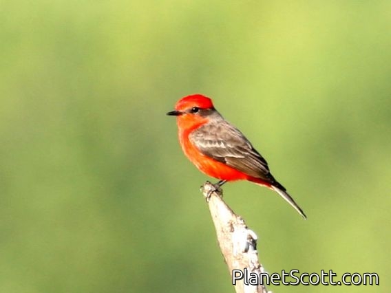 Vermilion Flycatcher (Pyrocephalus rubinus) Male