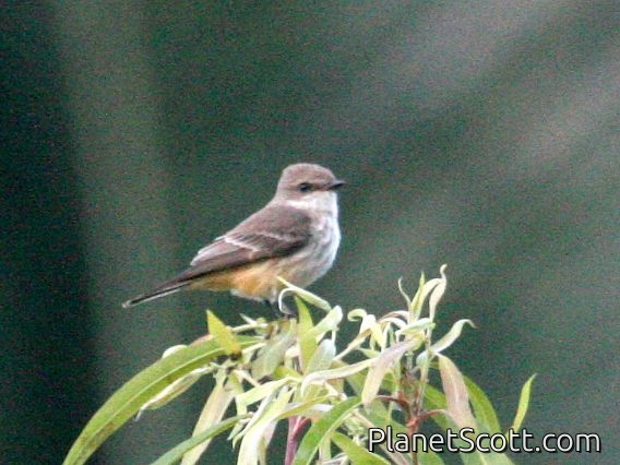 Vermilion Flycatcher (Pyrocephalus rubinus) Female