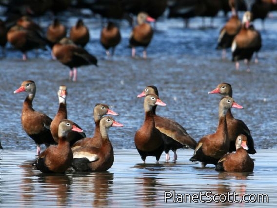 Black-bellied Whistling-Duck (Dendrocygna autumnalis)