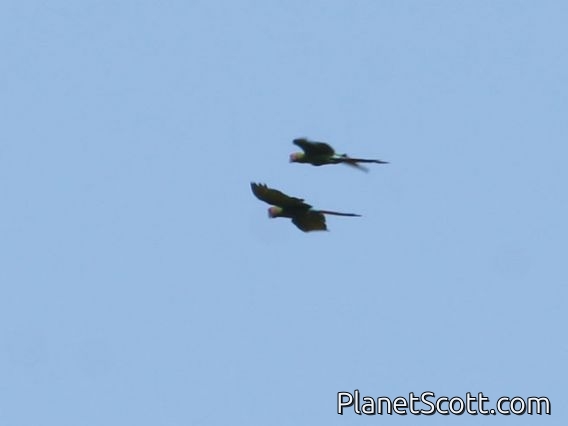 Military Macaw (Ara militaris)