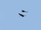 Military Macaw (Ara militaris) 