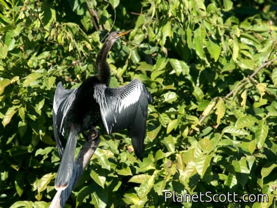 Anhinga (Anhinga anhinga)