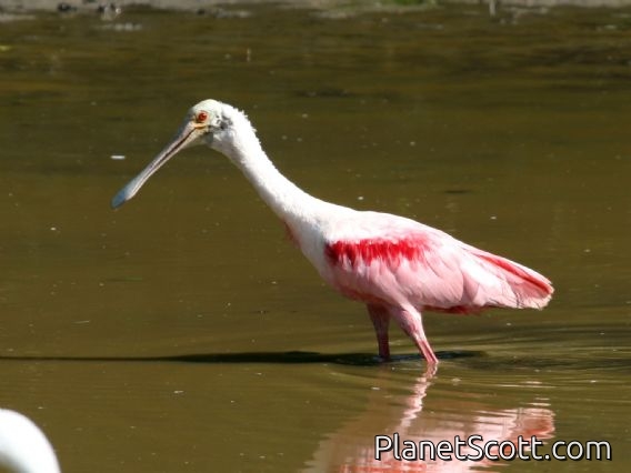 Roseate Spoonbill (Ajaia ajaja)
