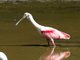 Roseate Spoonbill (Ajaia ajaja)