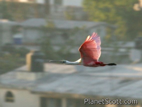 Roseate Spoonbill (Ajaia ajaja)