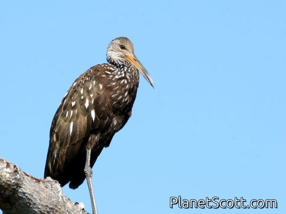 Limpkin (Aramus guarauna)