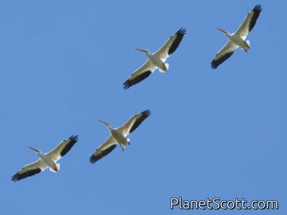 American White Pelican (Pelecanus erythrorhynchos)