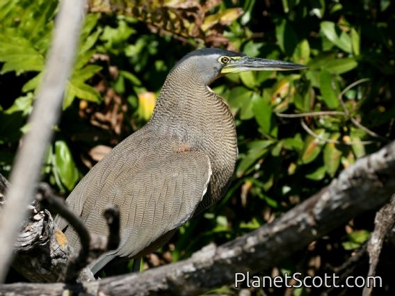 Bare-throated Tiger-Heron (Tigrisoma mexicanum)