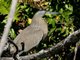 Bare-throated Tiger-Heron (Tigrisoma mexicanum)