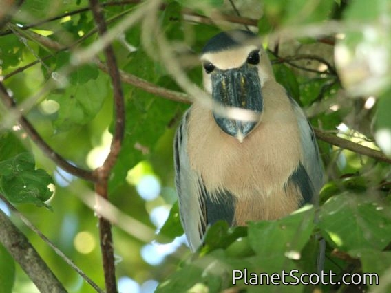Boat-billed Heron (Cochlearius cochlearia)