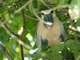 Boat-billed Heron (Cochlearius cochlearia)