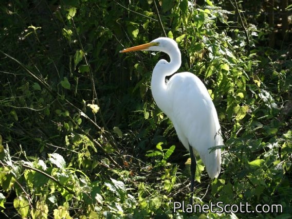 Great Egret (Casmerodius albus)