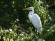 Great Egret (Casmerodius albus)