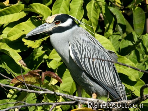 Yellow-crowned Night-Heron (Nyctanassa violacea)