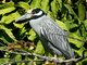 Yellow-crowned Night-Heron (Nyctanassa violacea)