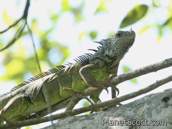 Green Iguana (Iguana iguana)