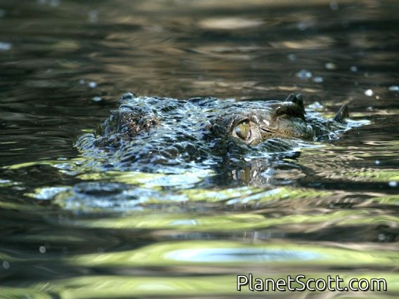 American Crocodile (Crocodylus acutus)