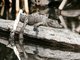 American Crocodile (Crocodylus acutus)