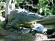 American Crocodile (Crocodylus acutus)