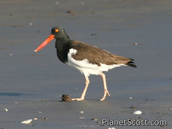 American Oystercatcher (Haematopus palliatus)
