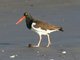 American Oystercatcher (Haematopus palliatus)