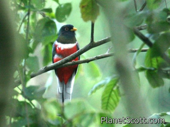 Elegant Trogon (Trogon elegans) Male