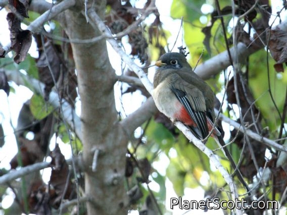 Coppery-tailed Trogon (Trogon ambiguus)