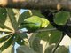 Mexican Parrotlet (Forpus cyanopygius)