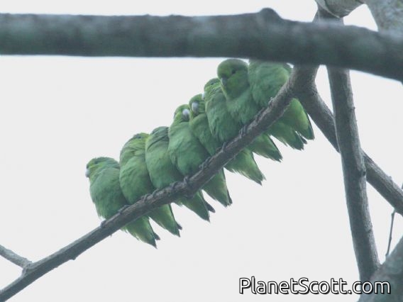 Mexican Parrotlet (Forpus cyanopygius)