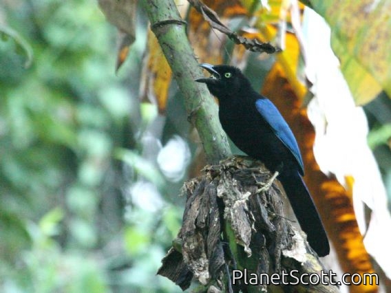 San Blas Jay (Cyanocorax sanblasianus)