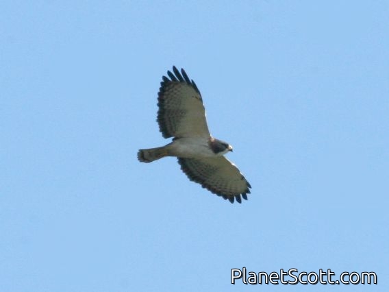 Short-tailed Hawk (Buteo brachyurus)