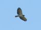 Short-tailed Hawk (Buteo brachyurus) 