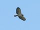 Short-tailed Hawk (Buteo brachyurus)