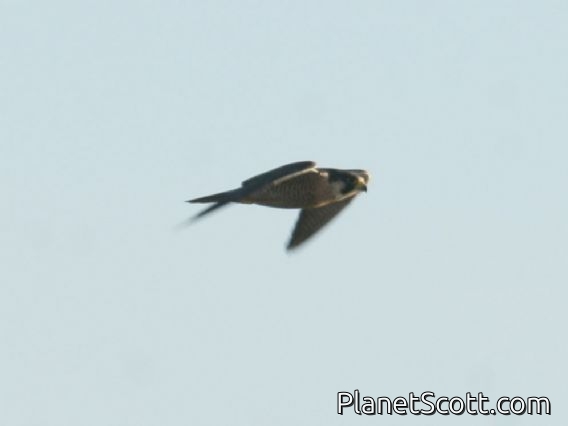 Peregrine Falcon (Falco peregrinus)