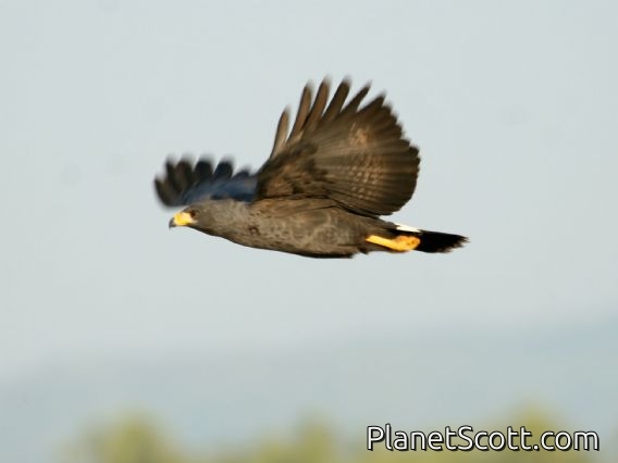 Common Black-Hawk (Buteogallus anthracinus)