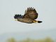 Common Black-Hawk (Buteogallus anthracinus)